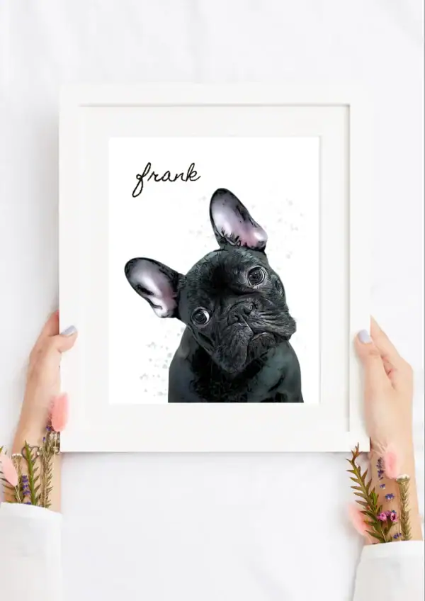 Personalised watercolor pet portrait of a French Bulldog named Frank.
